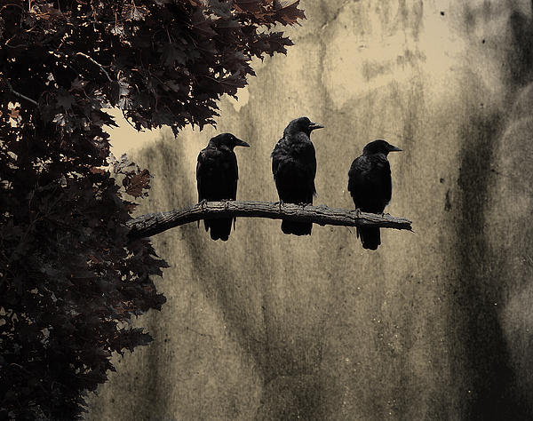 three-ravens-gothic-and-crows-art-photography_original
